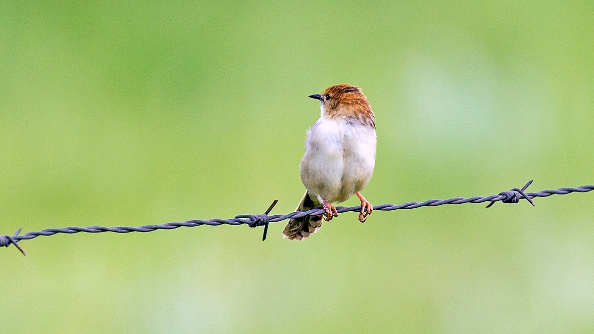 Levaillant's Cisticola [Cisticola tinniens tinniens]