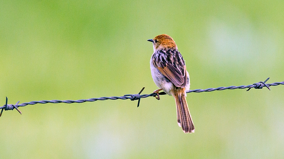 Levaillant's Cisticola [Cisticola tinniens tinniens]