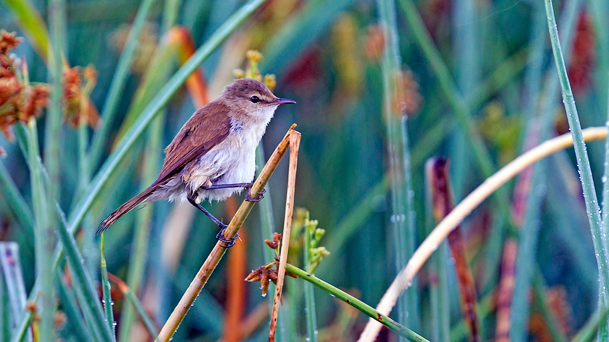 Common Reed Warbler [Acrocephalus scirpaceus baeticatus]