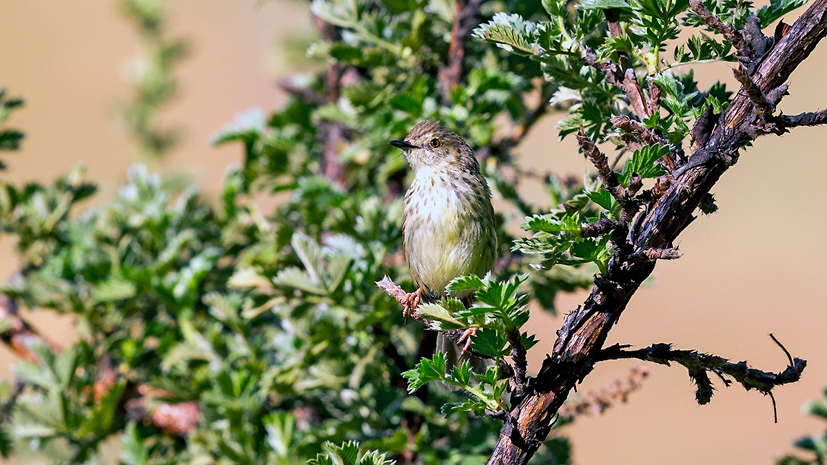 Karoo Prinia [Prinia maculosa exultans]
