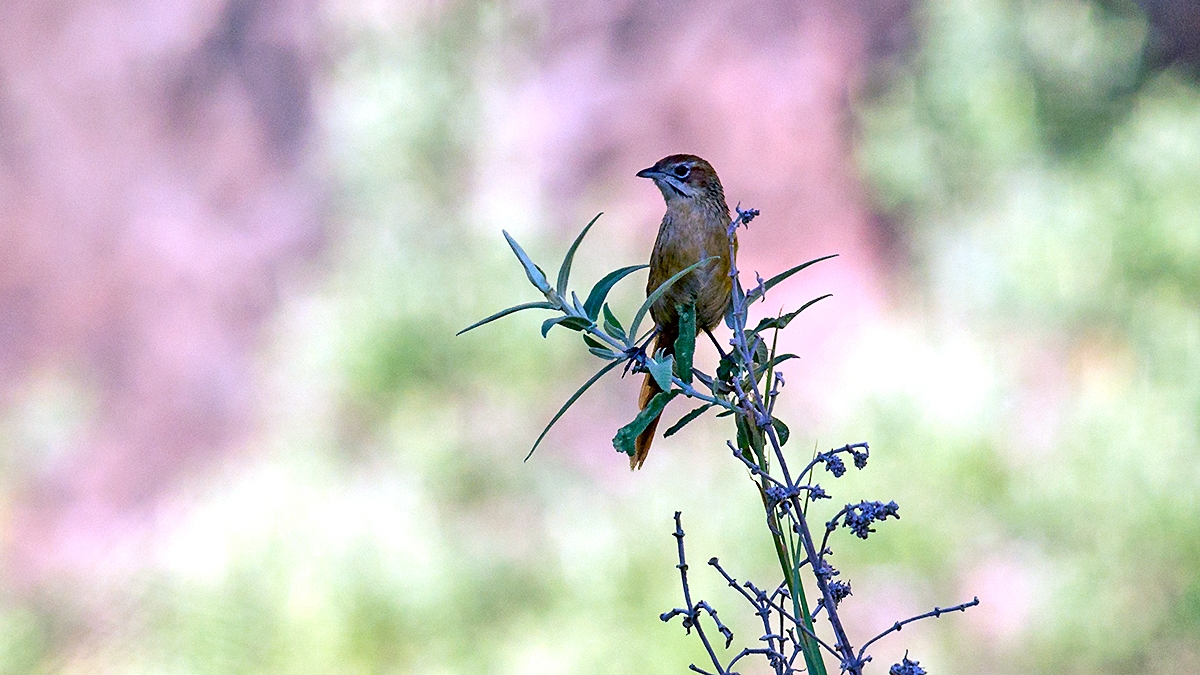 Cape Grassbird [Sphenoeacus afer natalensis]