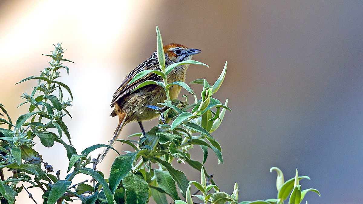Cape Grassbird [Sphenoeacus afer natalensis]