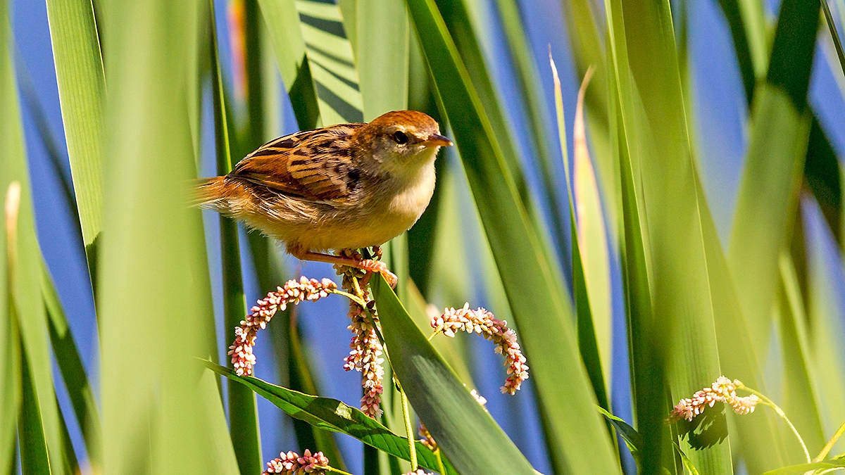 Levaillant's Cisticola [Cisticola tinniens tinniens]