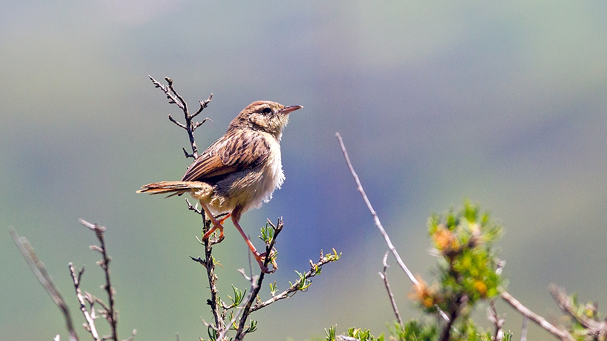 Wailing Cisticola [Cisticola lais lais]