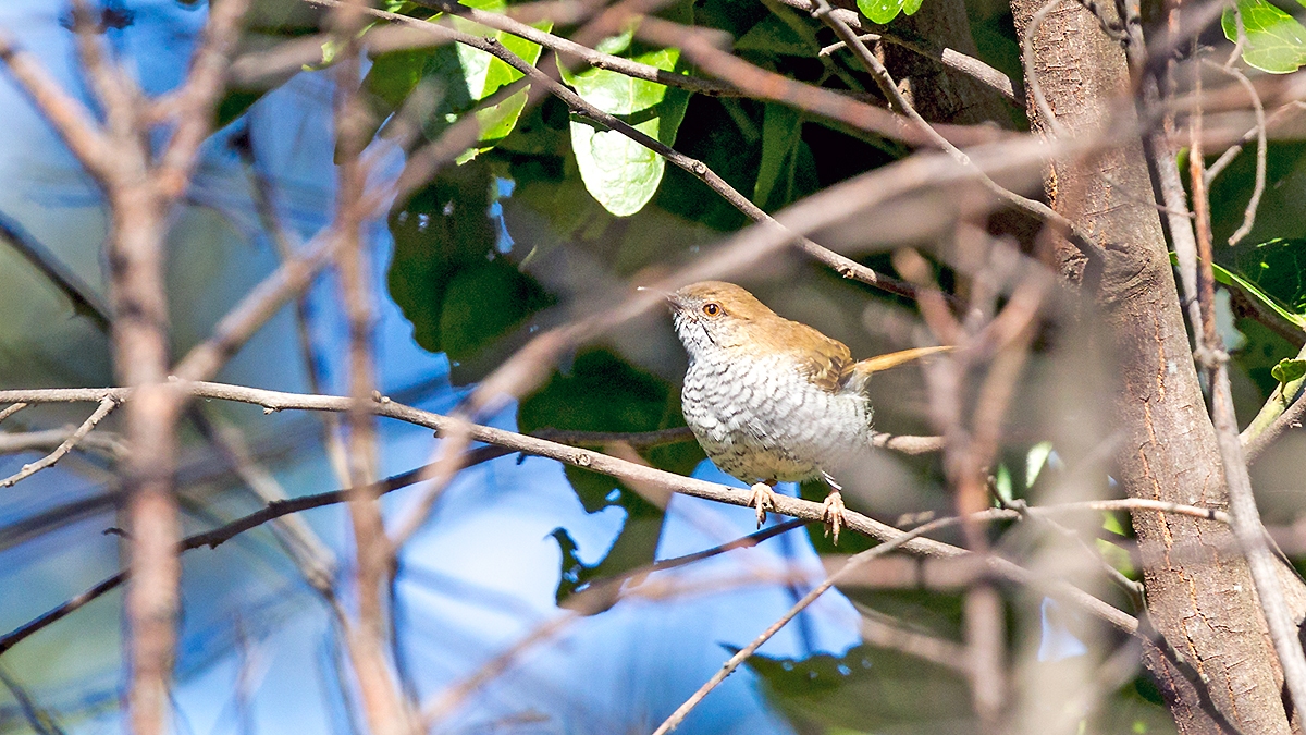 Stierling's Wren-Warbler [Calamonastes stierlingi irwini]