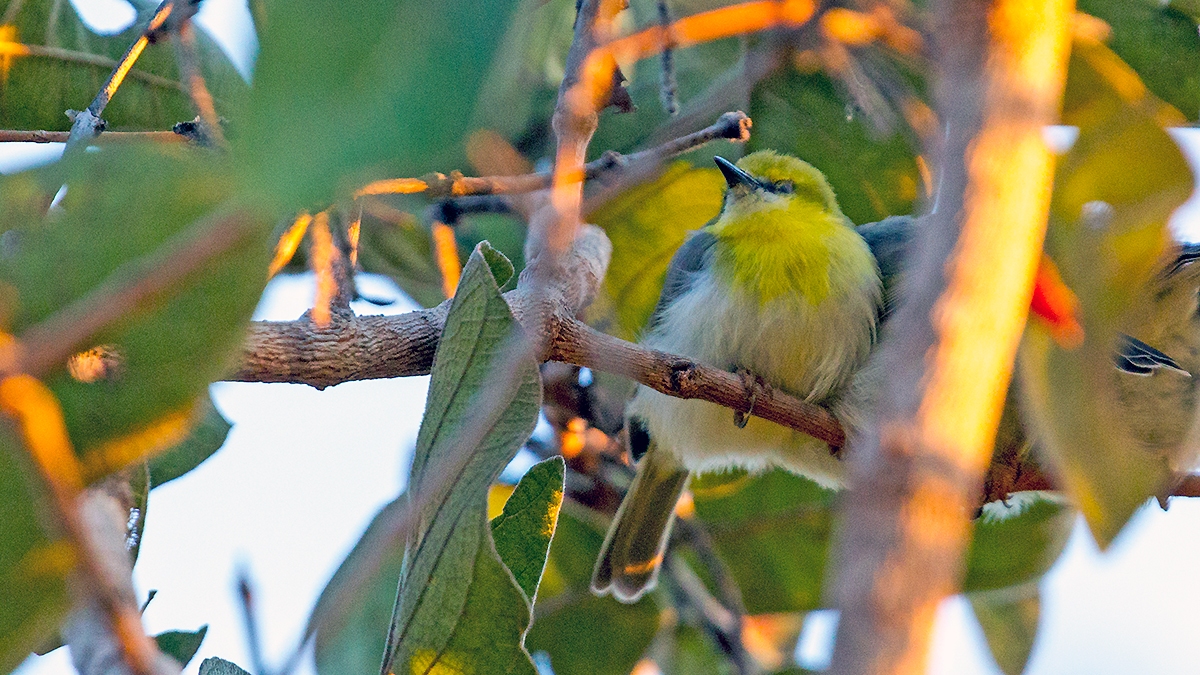 Green-capped Eremomela [Eremomela scotops pulchra]