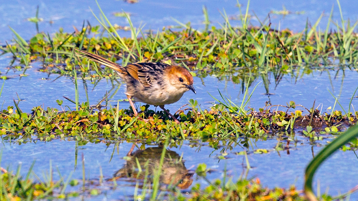 Levaillant's Cisticola [Cisticola tinniens tinniens]