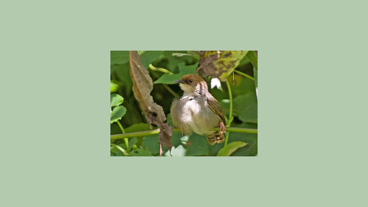 Chubb's Cisticola [Cisticola chubbi chubbi]