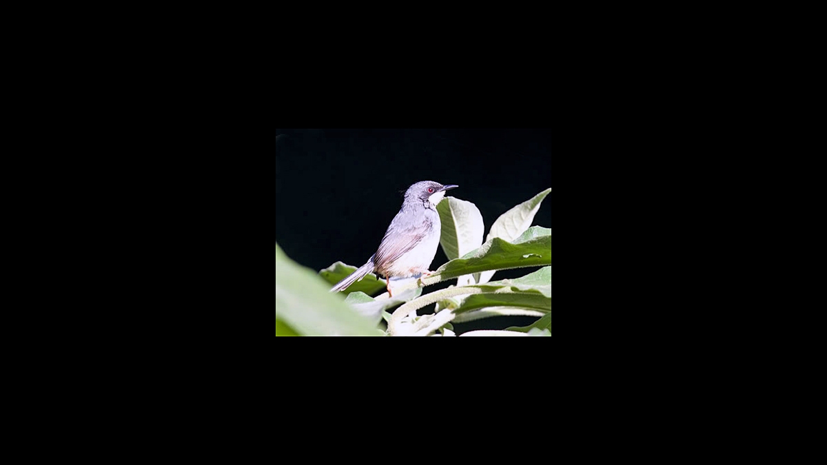 White-chinned Prinia [Schistolais leucopogon reichenowi]