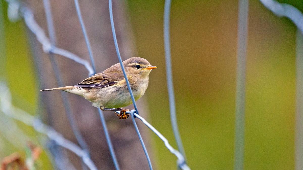 Common Chiffchaff [Phylloscopus collybita collybita]