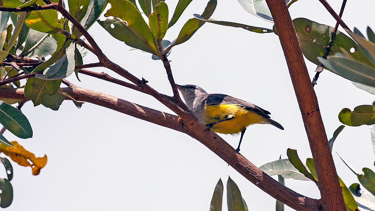 Yellow-bellied Eremomela [Eremomela icteropygialis polioxantha]