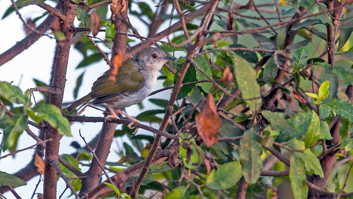 Bleating Camaroptera [Camaroptera brachyura constans]