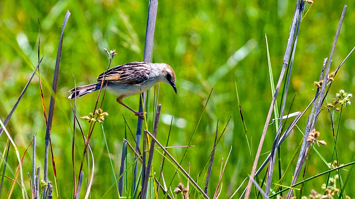 Chirping Cisticola [Cisticola pipiens arundicola]