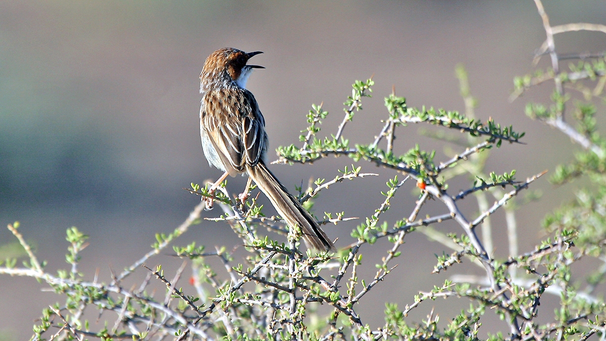 Rufous-eared Warbler [Malcorus pectoralis pectoralis]