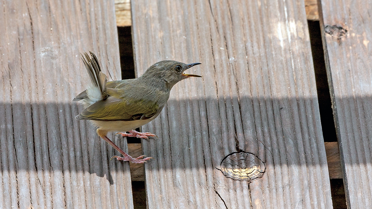 Bleating Camaroptera [Camaroptera brachyura sharpei]