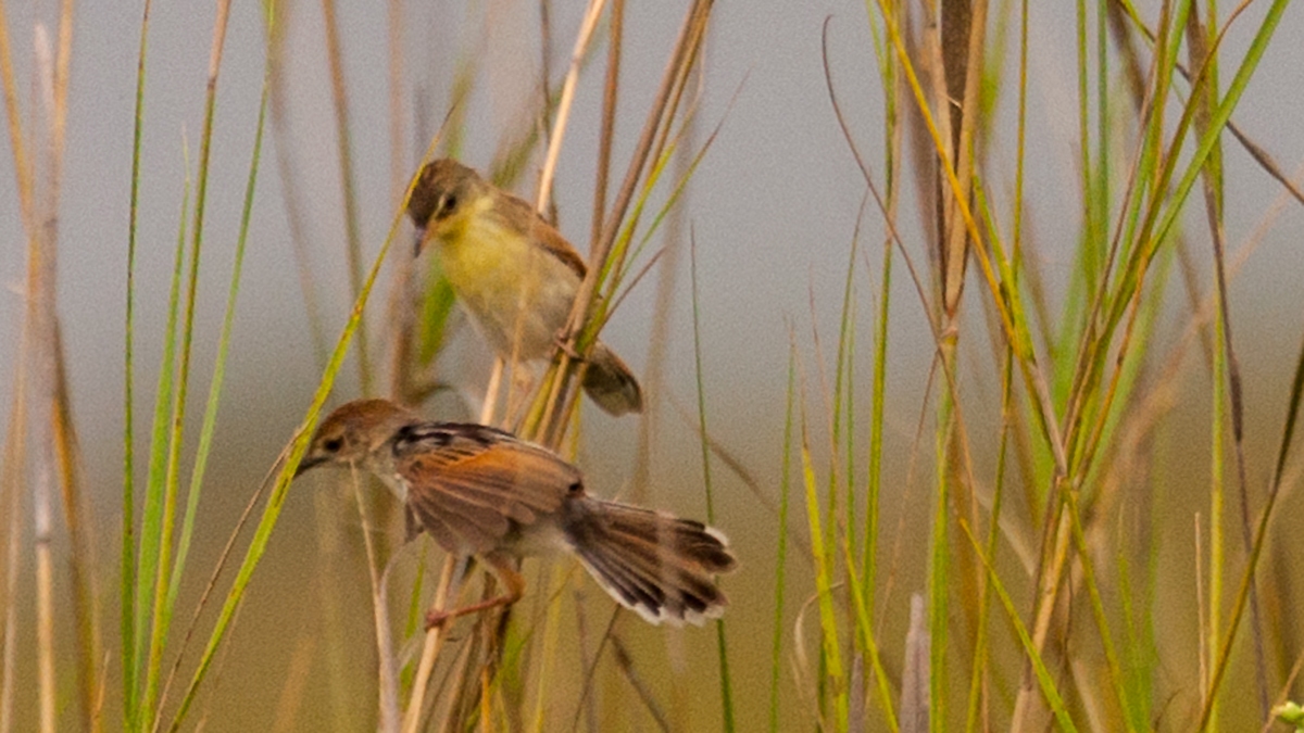 Zitting Cisticola [Cisticola juncidis terrestris]