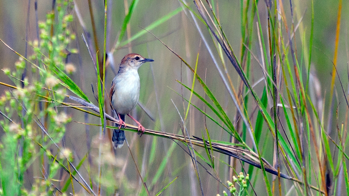 Zitting Cisticola [Cisticola juncidis terrestris]
