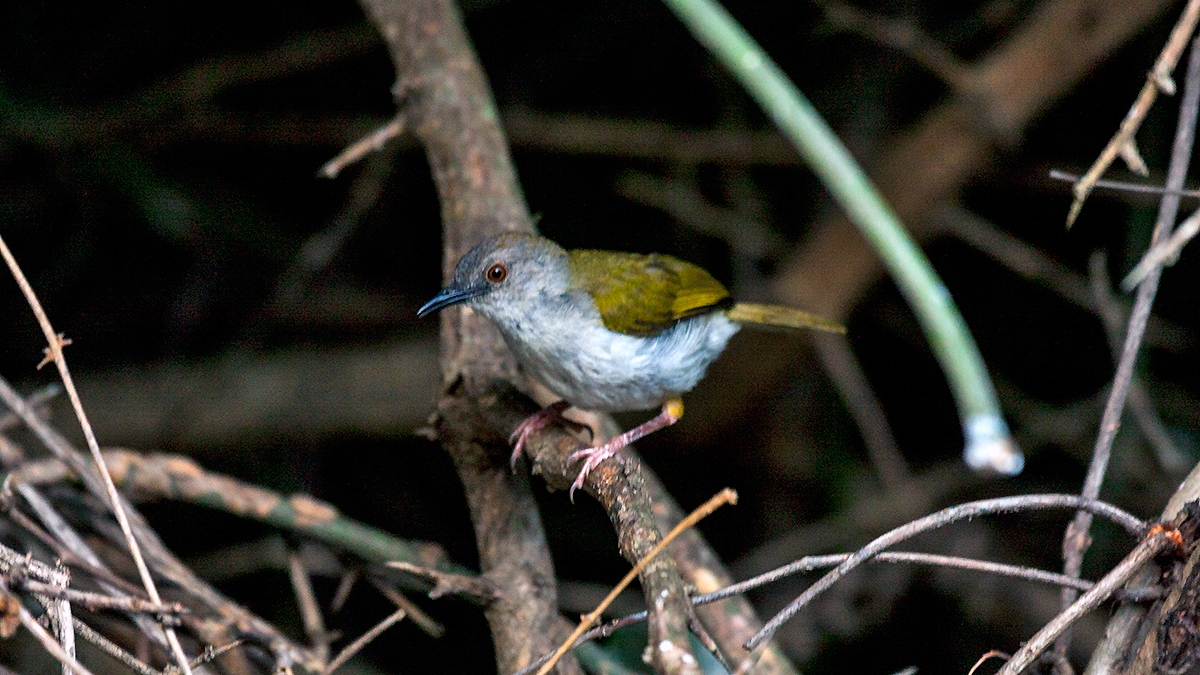 Bleating Camaroptera [Camaroptera brachyura constans]
