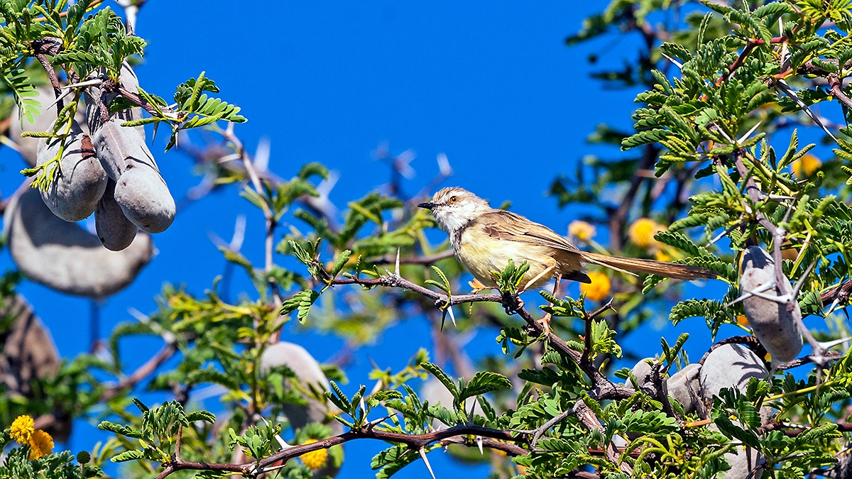 Black-chested Prinia [Prinia flavicans nubilosa]
