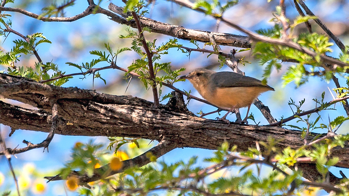 Long-billed Crombec [Sylvietta rufescens rufescens]