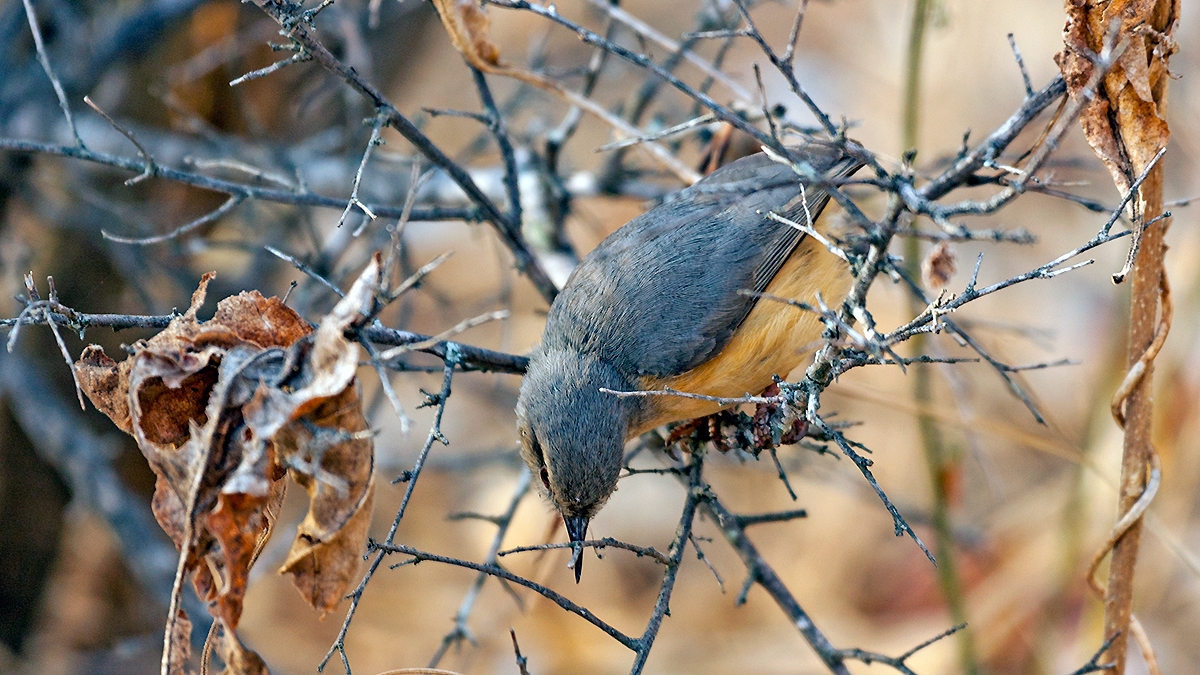 Long-billed Crombec [Sylvietta rufescens pallida]