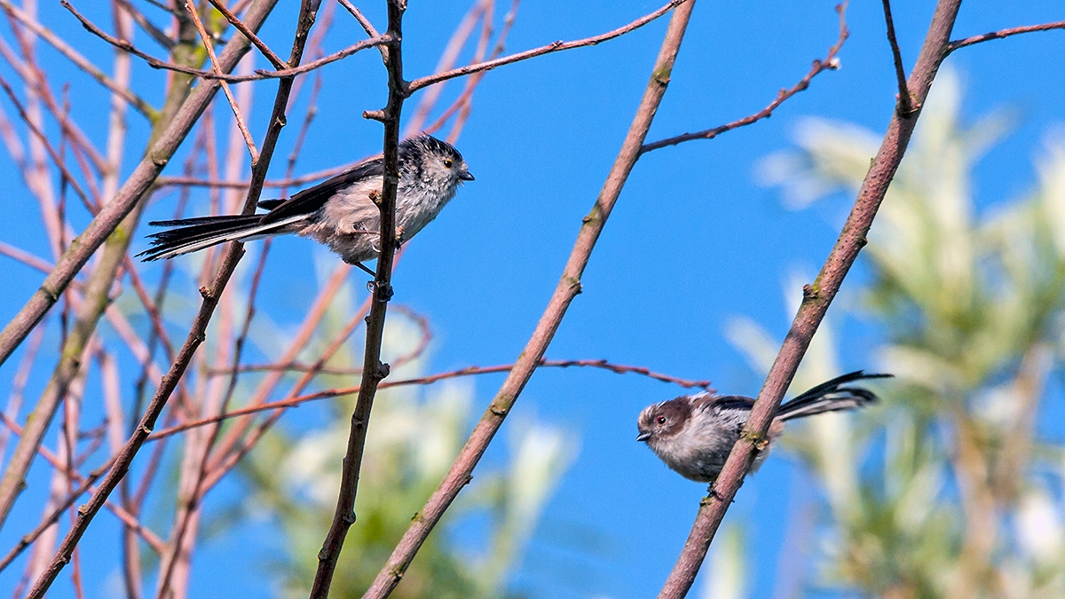 Long-tailed Tit [Aegithalos caudatus rosaceus]