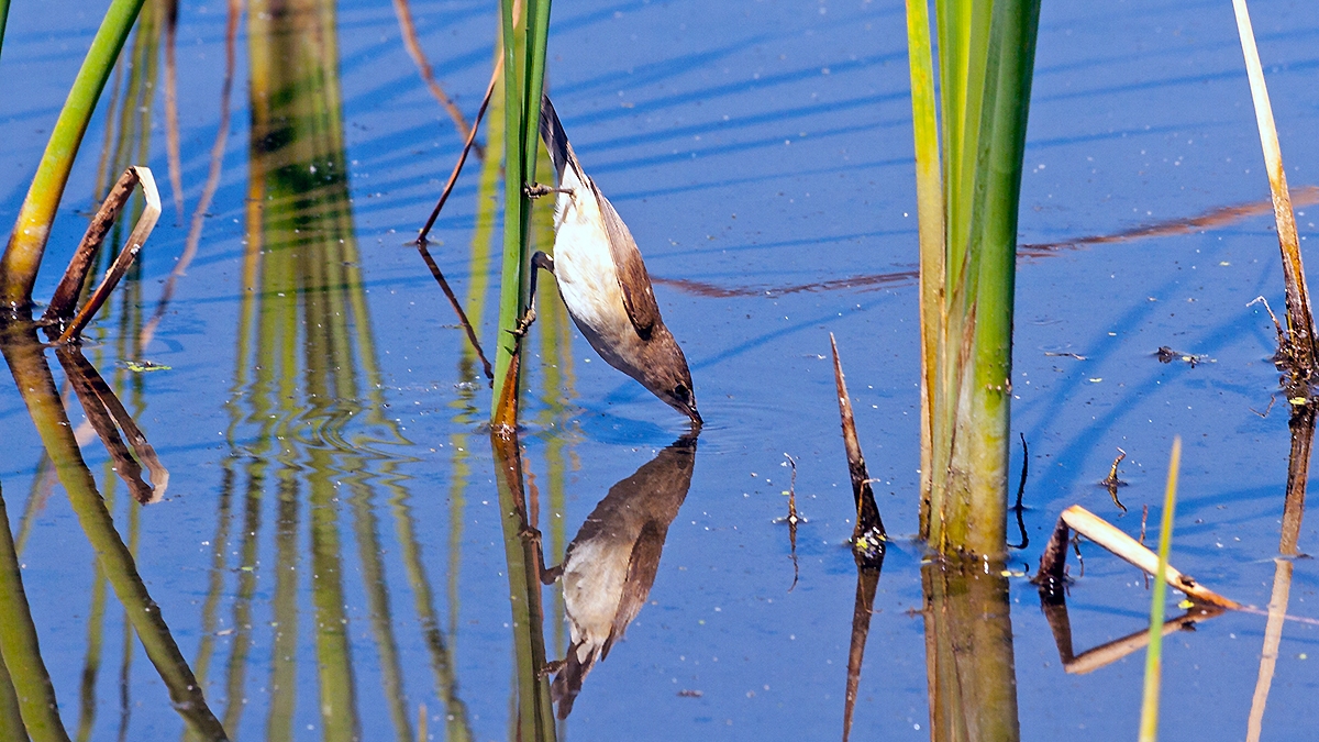 Lesser Swamp Warbler [Acrocephalus gracilirostris gracilirostris]