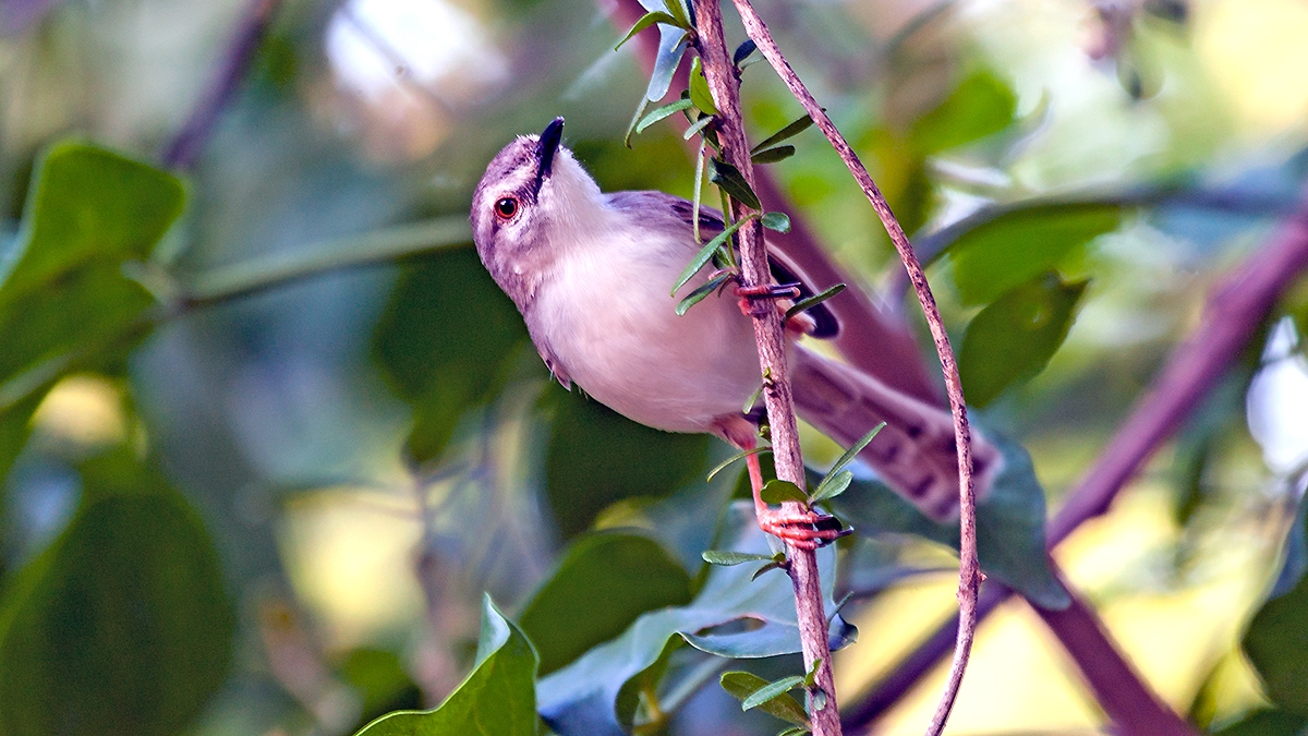 Tawny-flanked Prinia [Prinia subflava affinis]