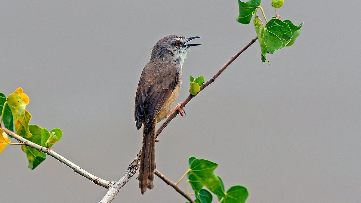 Tawny-flanked Prinia [Prinia subflava affinis]