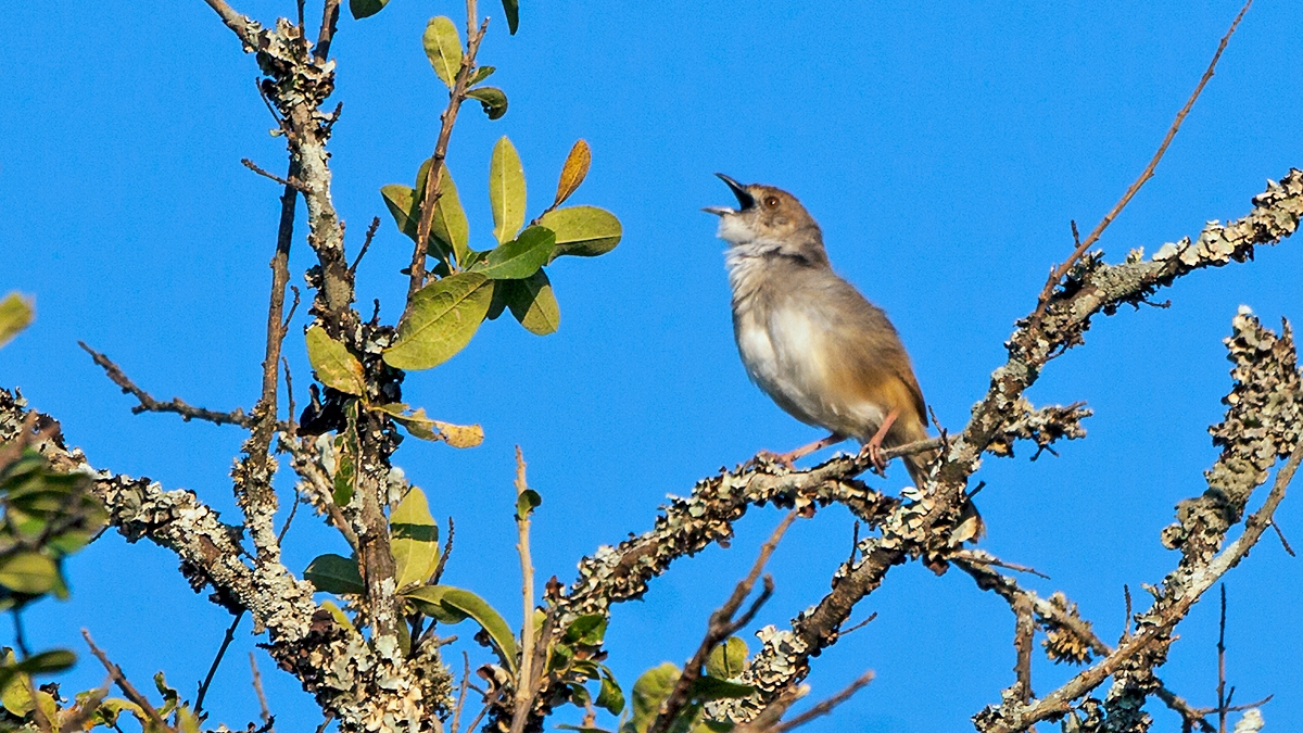 Trilling Cisticola [Cisticola woosnami lufira]