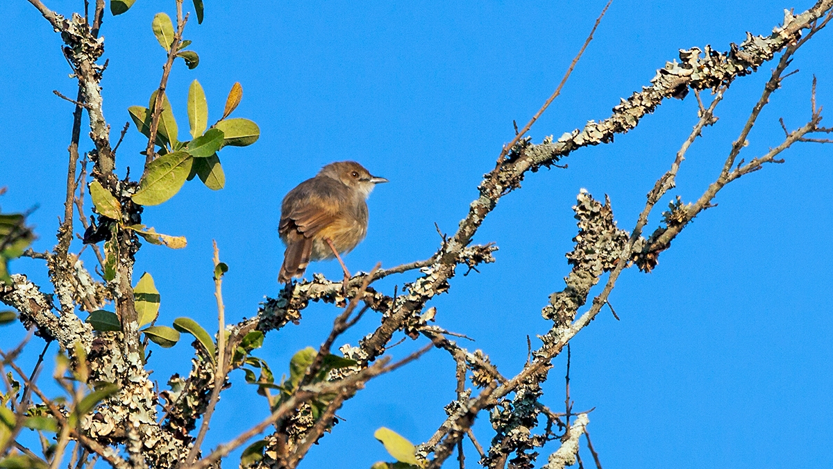 Trilling Cisticola [Cisticola woosnami lufira]