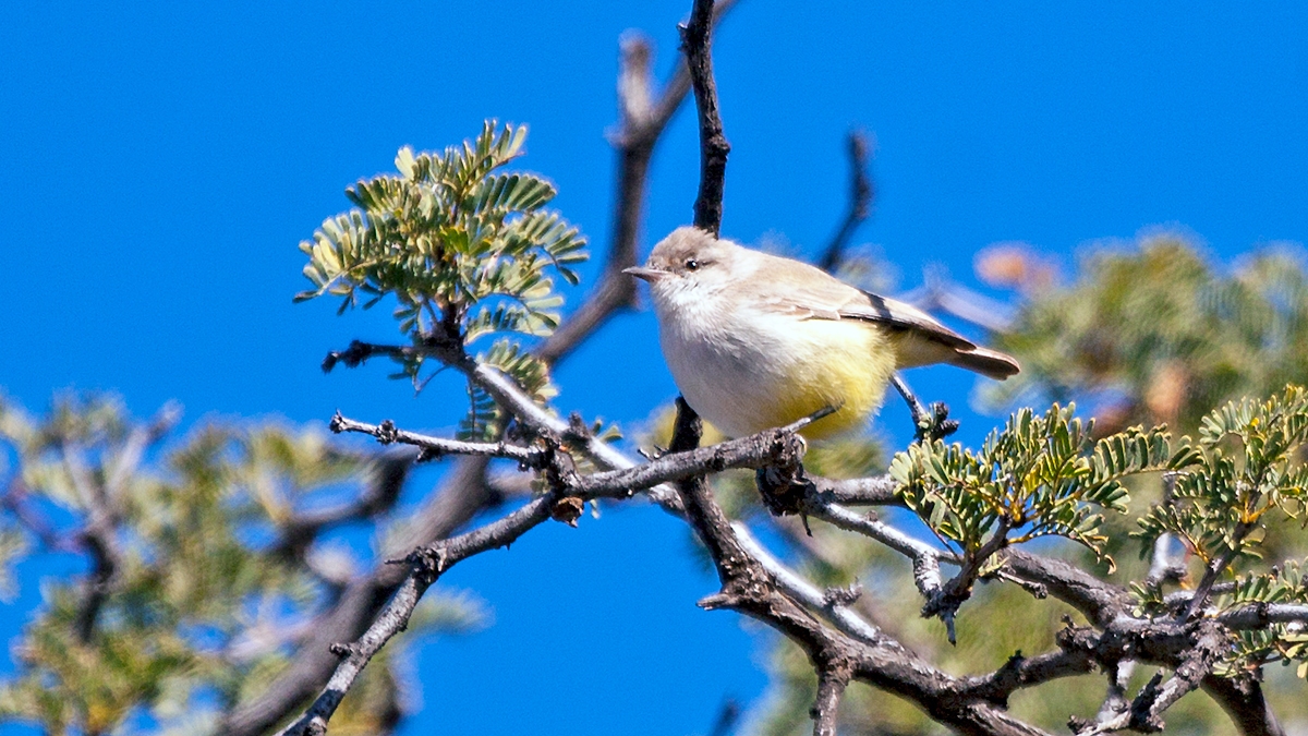 Yellow-bellied Eremomela [Eremomela icteropygialis polioxantha]