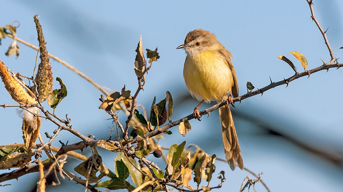 Black-chested Prinia [Prinia flavicans nubilosa]