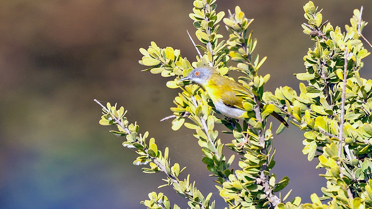 Yellow-breasted Apalis [Apalis flavida neglecta]