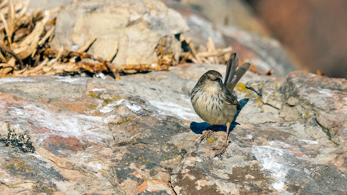 Drakensberg Prinia [Prinia hypoxantha]