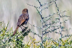 Grey-backed Cisticola [Cisticola subruficapilla subruficapilla]