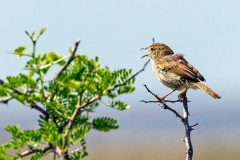 Grey-backed Cisticola [Cisticola subruficapilla subruficapilla]