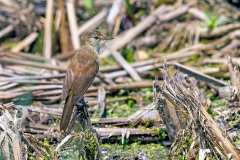 Common Reed Warbler [Acrocephalus scirpaceus baeticus?]