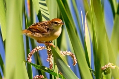 Levaillant's Cisticola [Cisticola tinniens tinniens]