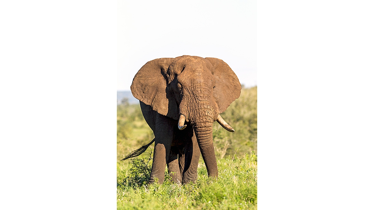 African Bush Elephant [Loxodonta africana]