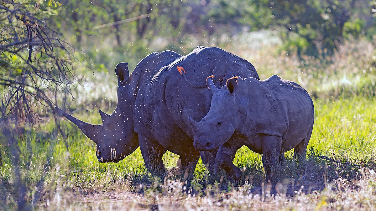 White Rhinoceros [Ceratotherium simum simum]