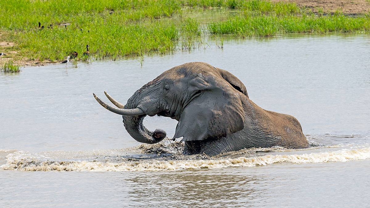 African Bush Elephant [Loxodonta africana]