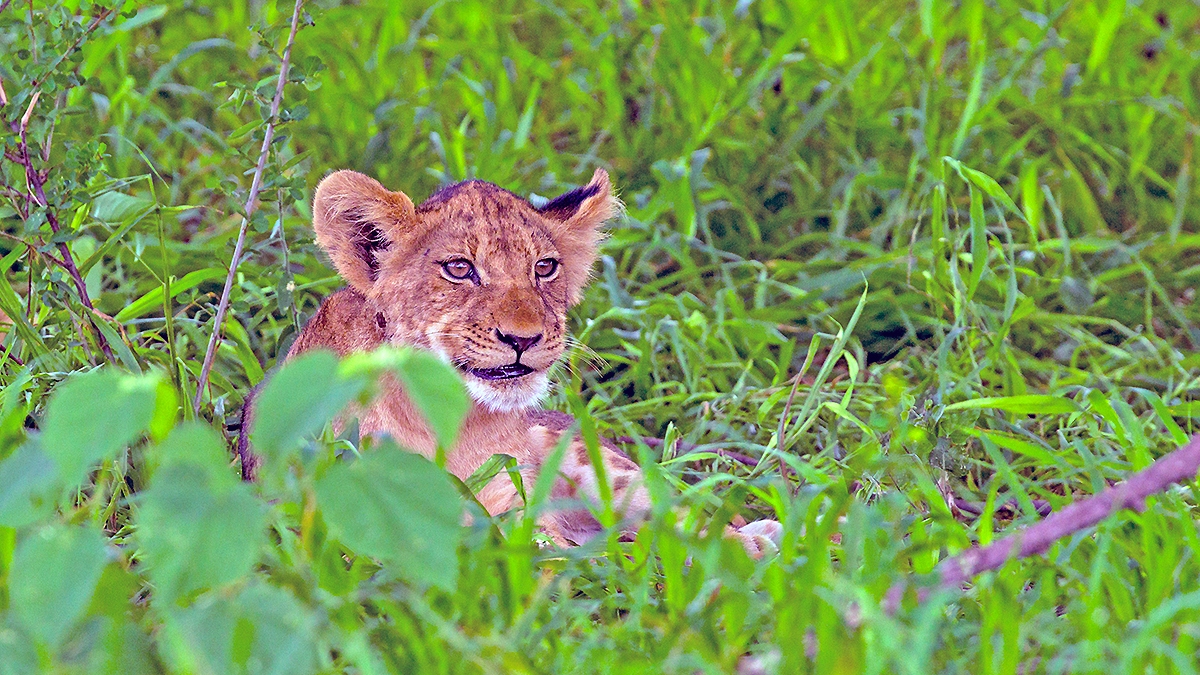 Lion [Panthera leo melanochaita]