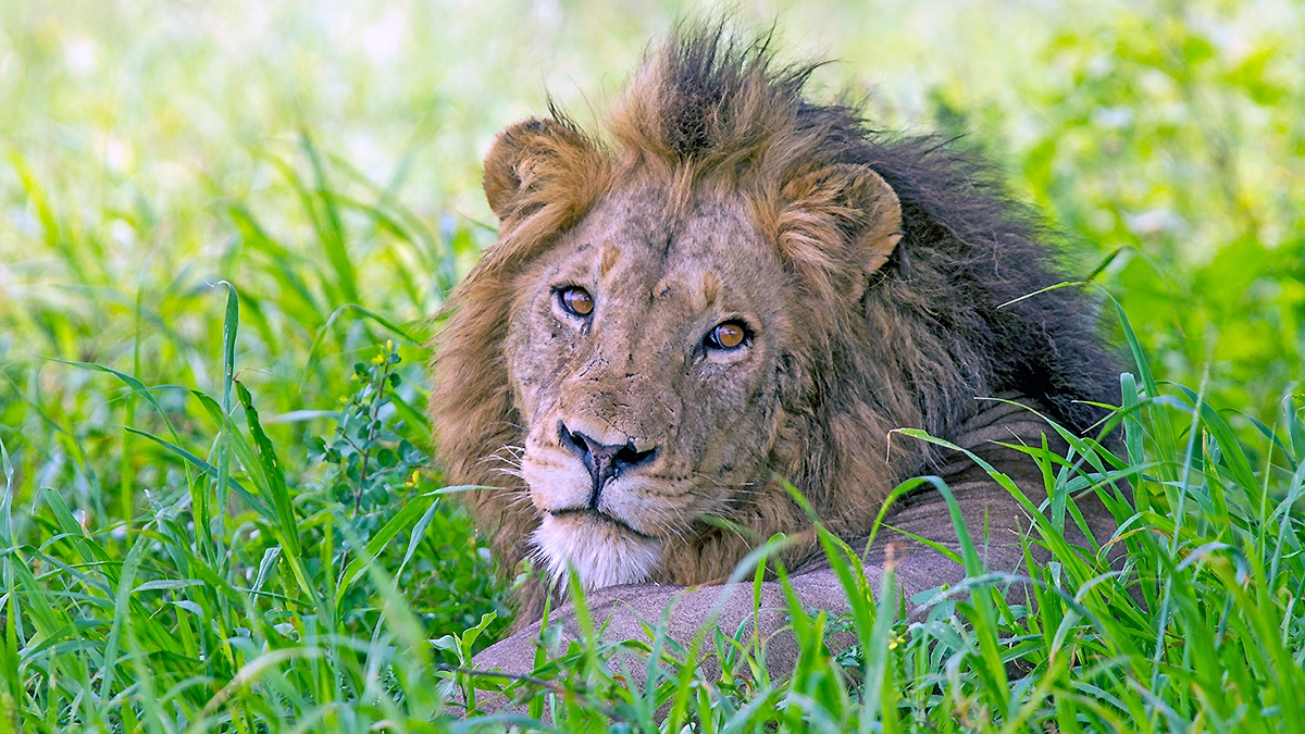 Lion [Panthera leo melanochaita]