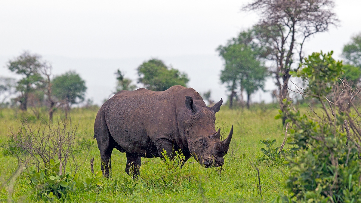 White Rhinoceros [Ceratotherium simum simum] ]