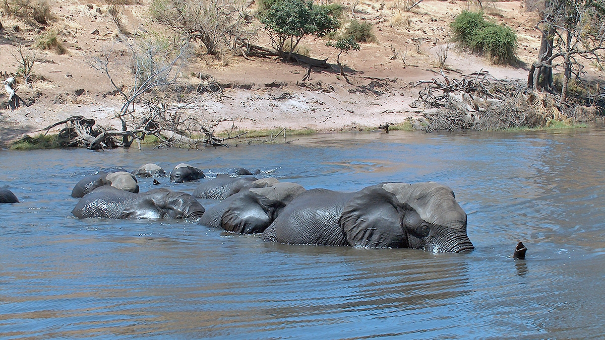 African Bush Elephant [Loxodonta africana]