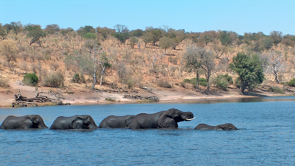 African Bush Elephant [Loxodonta africana]