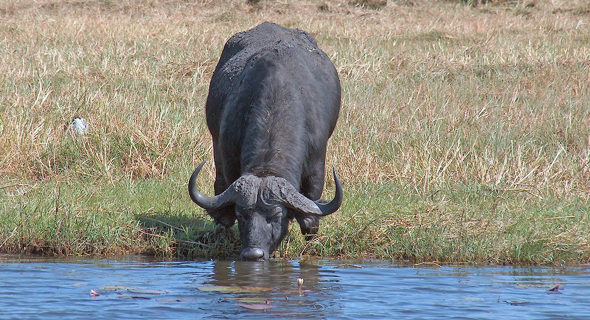 African Buffalo [Syncerus caffer caffer]