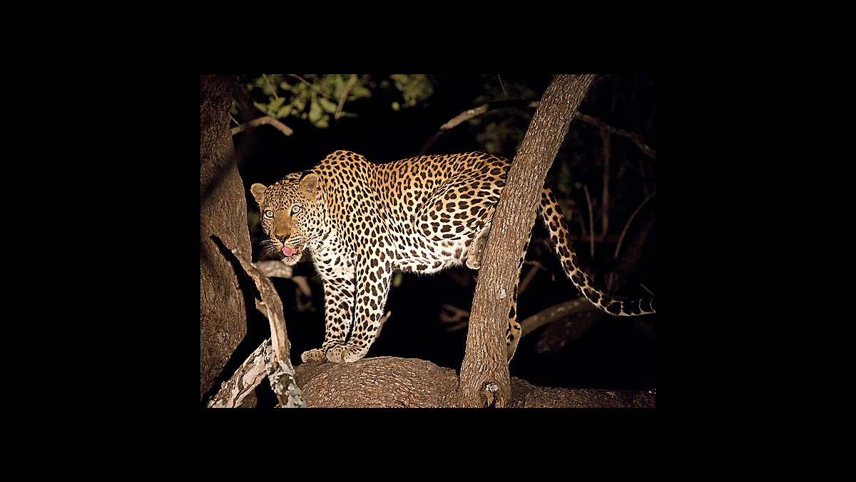 Leopard [Panthera pardus pardus]