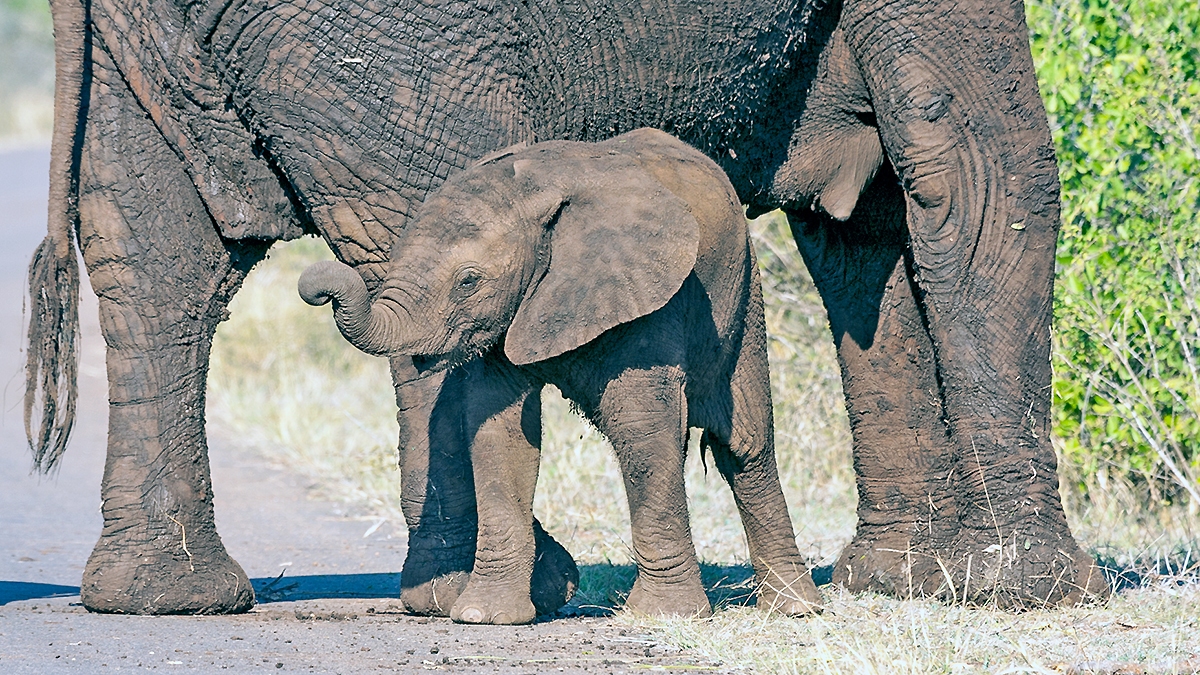 African Bush Elephant [Loxodonta africana]